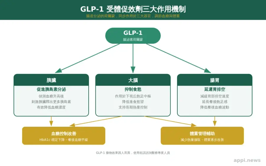 GLP-1 受體促效劑三大作用機制：促進胰島素分泌、抑制食慾、延遲胃排空