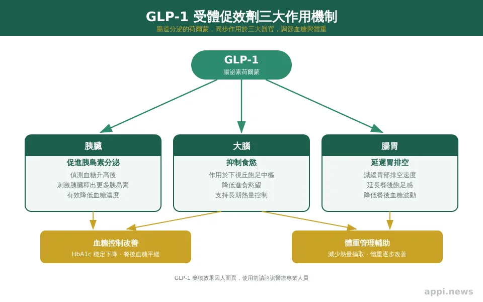 GLP-1 受體促效劑三大作用機制：促進胰島素分泌、抑制食慾、延遲胃排空