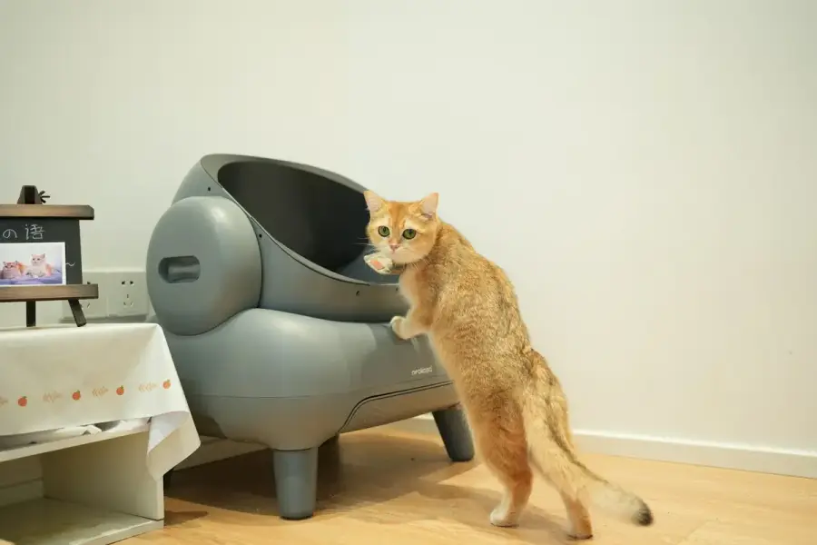飼主在家觀察貓咪便便狀態與精神食慾，準備判斷是否聯絡動物醫院