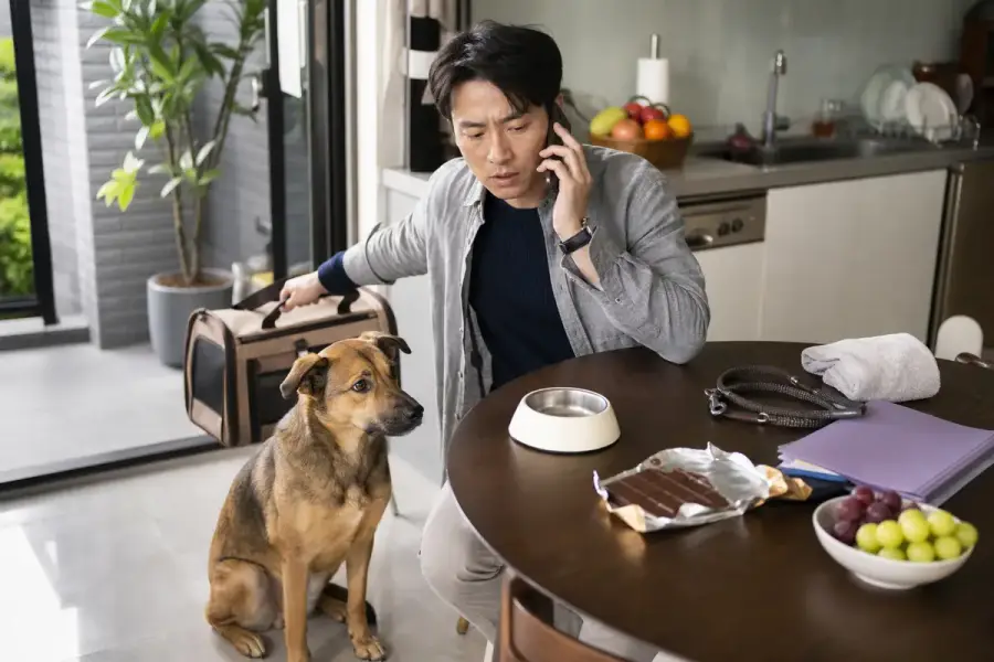 狗狗在家中食物旁被飼主看顧，呈現誤食有害食物後準備聯絡動物醫院的情境