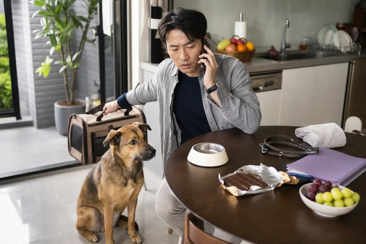 狗狗在家中食物旁被飼主看顧，呈現誤食有害食物後準備聯絡動物醫院的情境