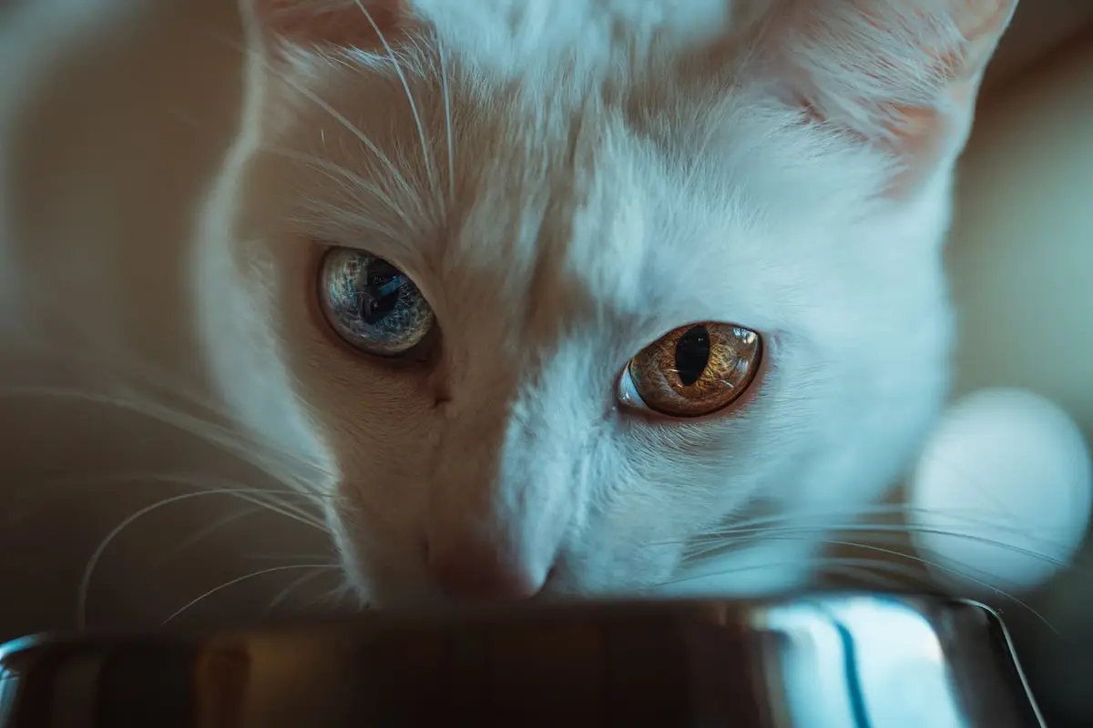貓咪在乾淨水碗旁喝水，飼主同時觀察貓砂盆與健康紀錄