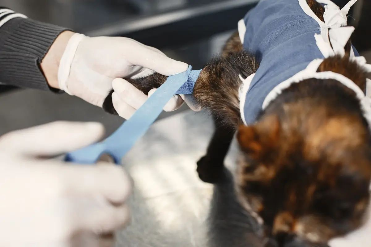 公貓反覆進入貓砂盆卻沒有尿液，飼主準備送往動物醫院