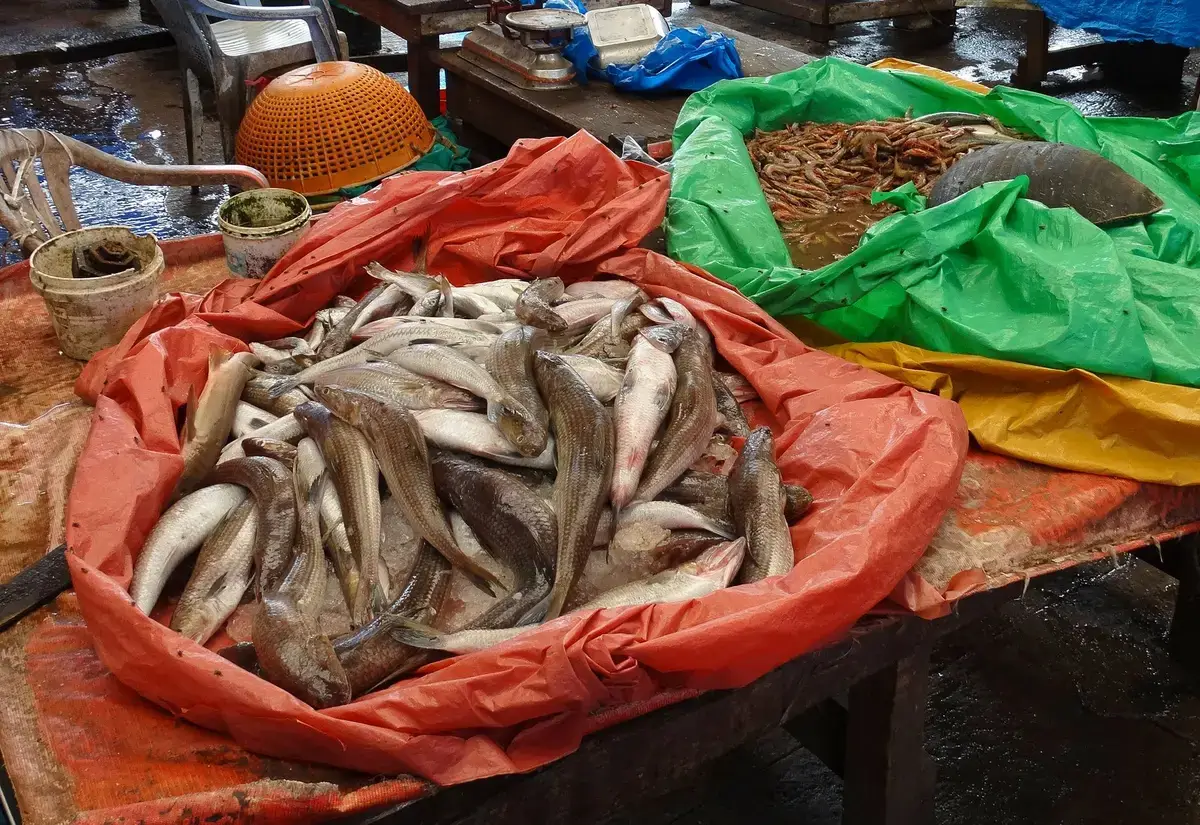 宜蘭漁港魚市場陳列新鮮魚貨的主題示意