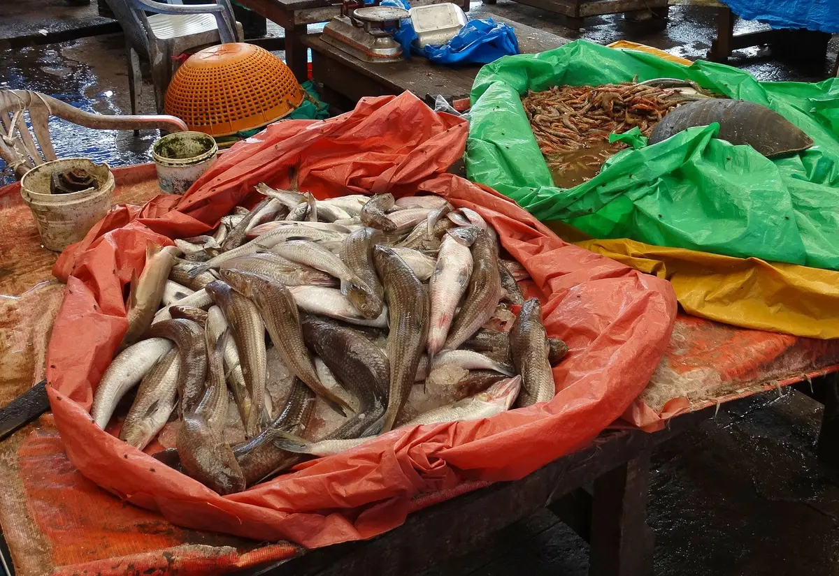 宜蘭漁港魚市場陳列新鮮魚貨的主題示意
