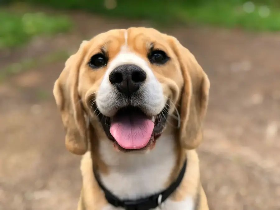 米格魯幼犬示意圖