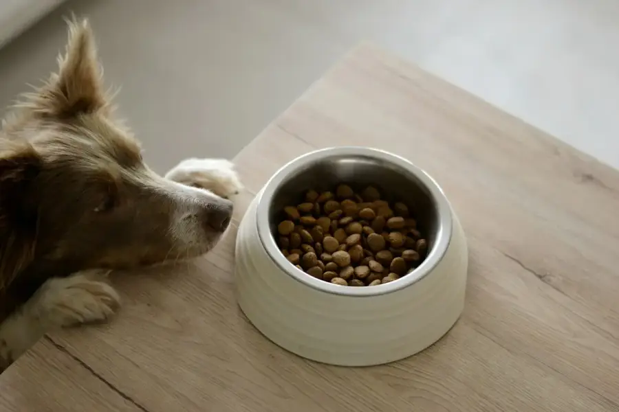 飼主在家觀察狗狗靠近飼料碗，旁邊有記錄食慾的紙筆（示意圖）