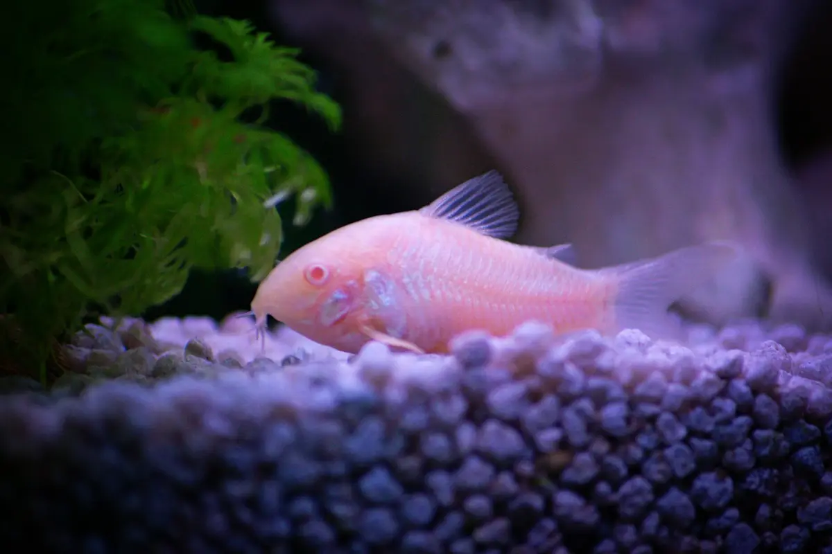 觀賞魚身上可見細小白點，魚缸旁放著水質檢測工具