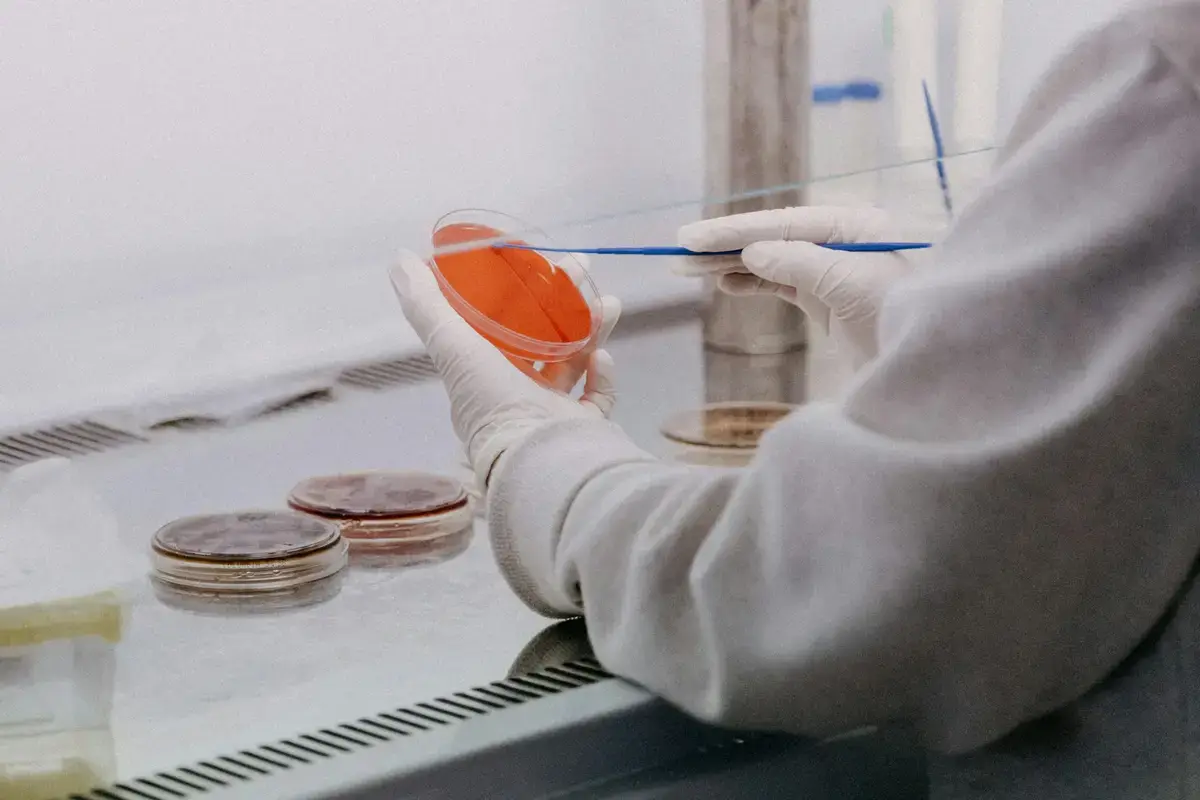 顯微鏡下腸道微生物研究情境示意