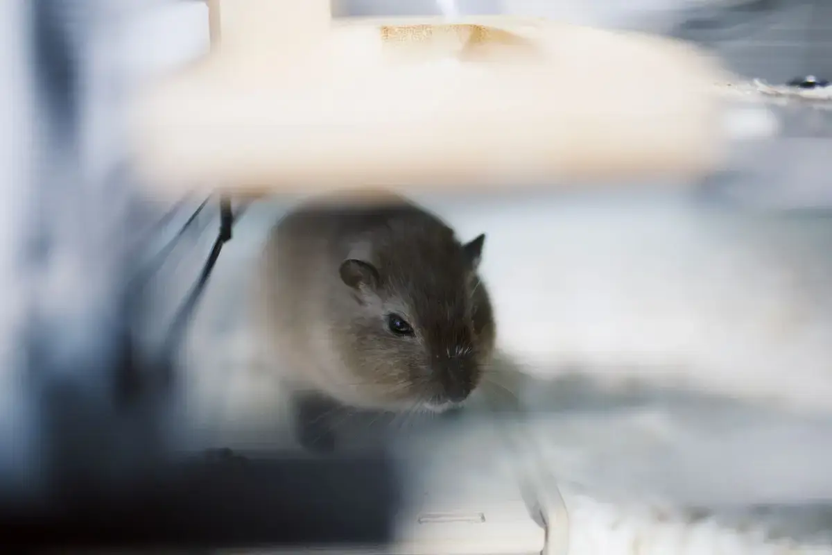 溫暖室內的倉鼠在籠舍內休息，飼主在旁安靜觀察