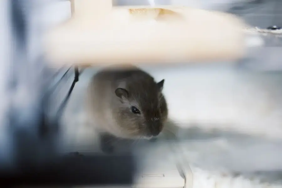 溫暖室內的倉鼠在籠舍內休息，飼主在旁安靜觀察