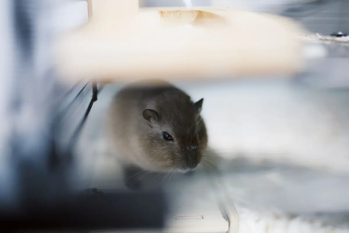 倉鼠在溫暖室內的籠舍中休息，飼主在旁安靜觀察