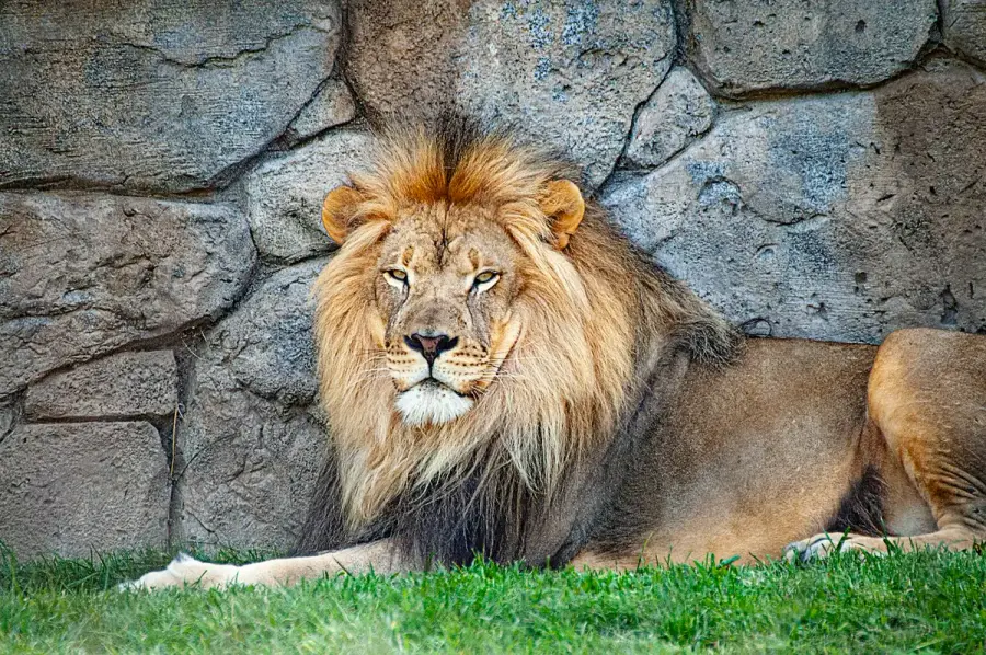 獅子倚靠在石牆邊休息，象徵動物園獅子面對高溫的處境（示意圖）