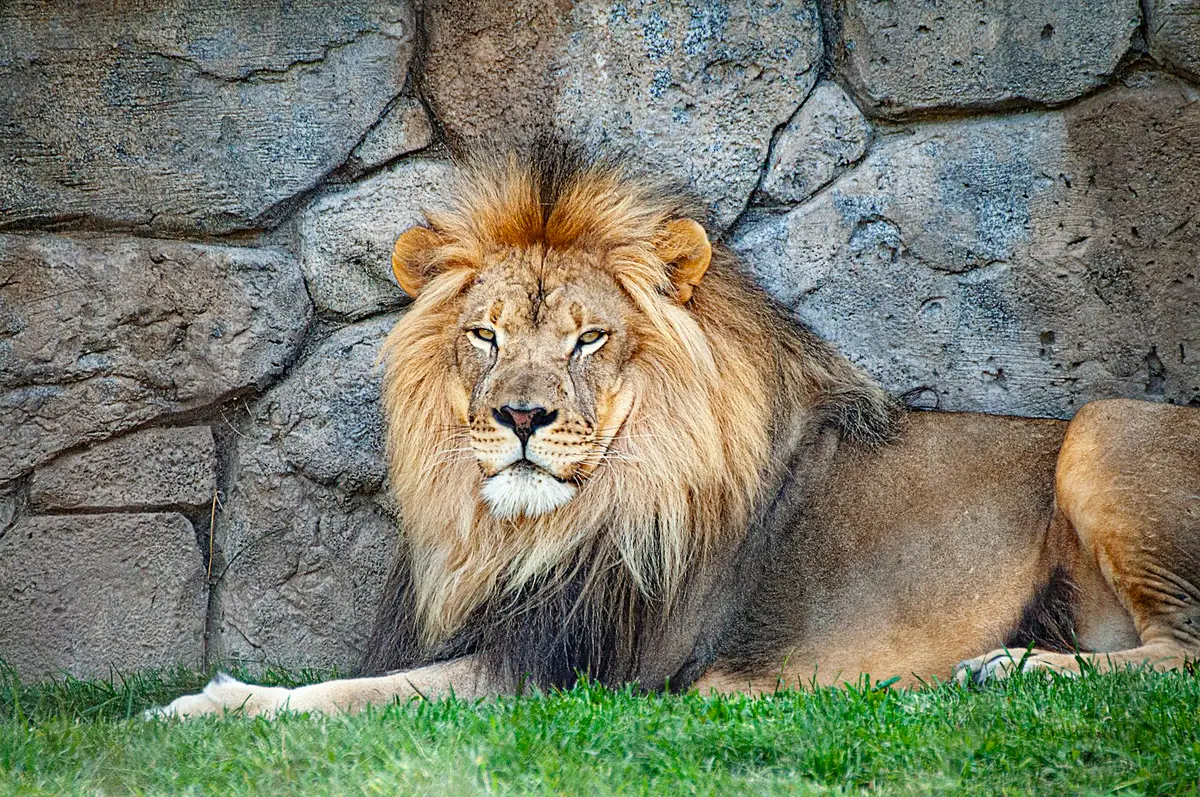 獅子倚靠在石牆邊休息，象徵動物園獅子面對高溫的處境（示意圖）