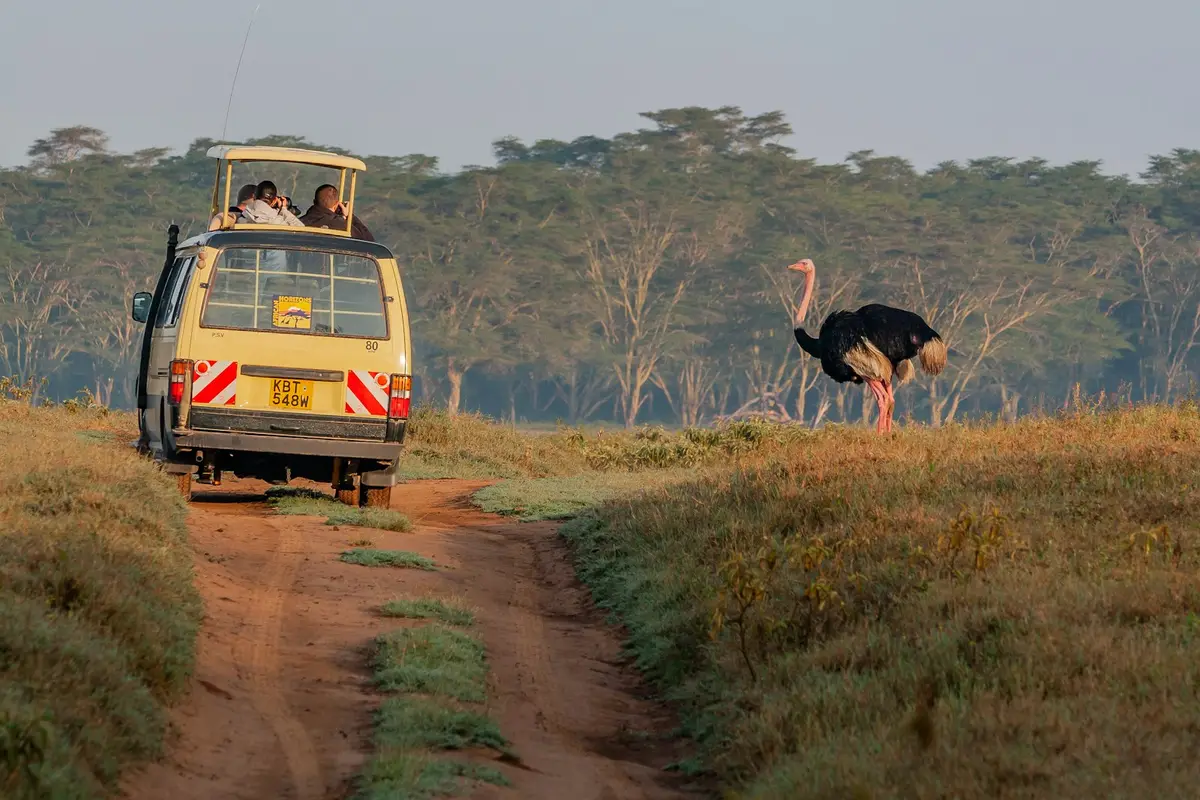 Kendaraan safari dan burung di padang rumput kawasan konservasi Kenya (ilustrasi)