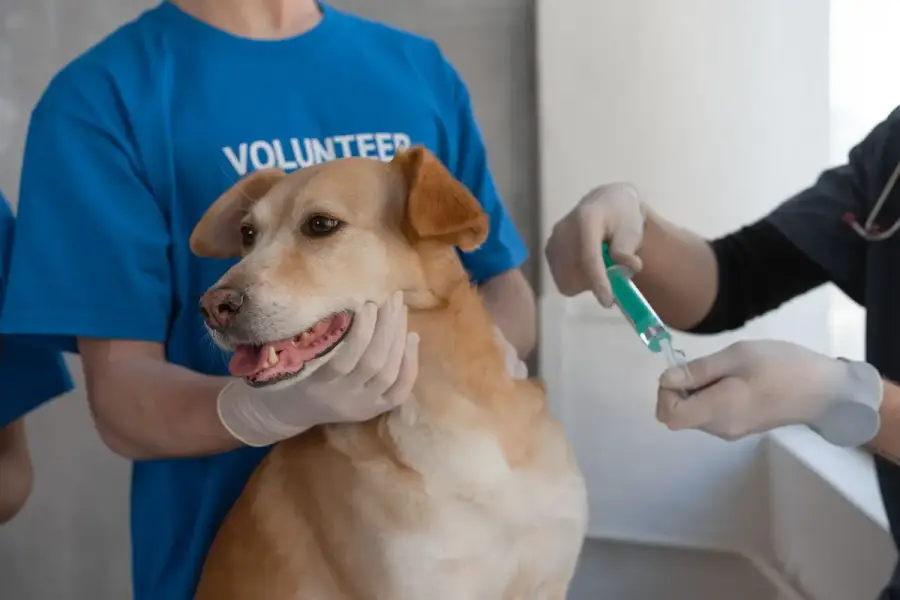 飼主帶幼犬到動物醫院確認疫苗紀錄