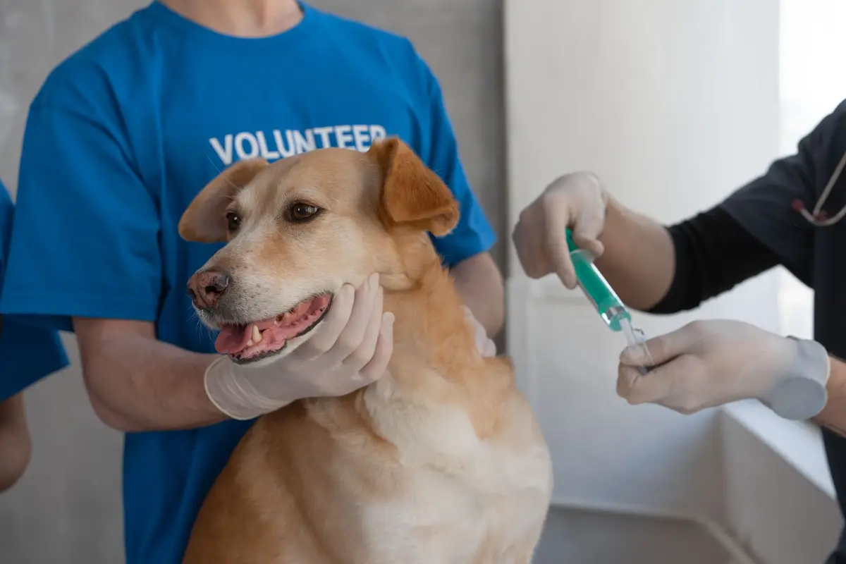 飼主帶幼犬到動物醫院確認疫苗紀錄