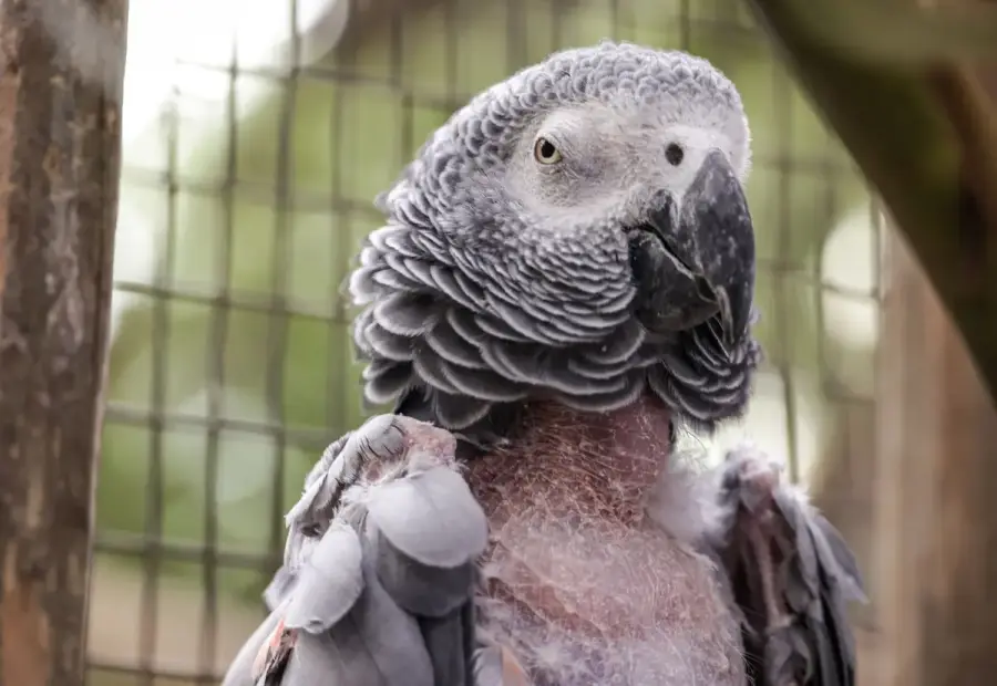 室內乾淨鳥籠中的鸚鵡輕咬胸前羽毛，飼主在旁觀察並準備尋求鳥類獸醫協助