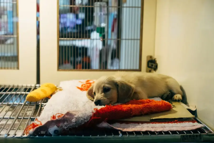 動物收容所內等待認養的犬隻，示意認養資訊