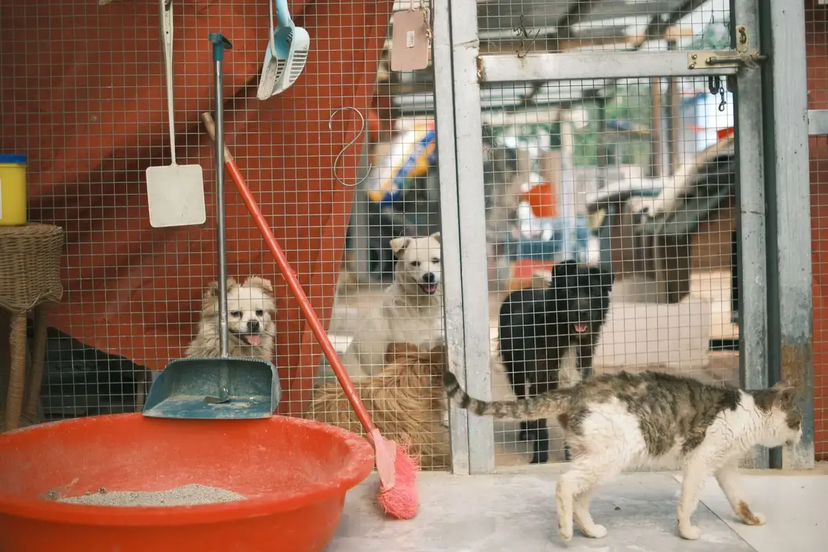 動物收容所內的犬貓，示意絕育、認養與動物照護資訊