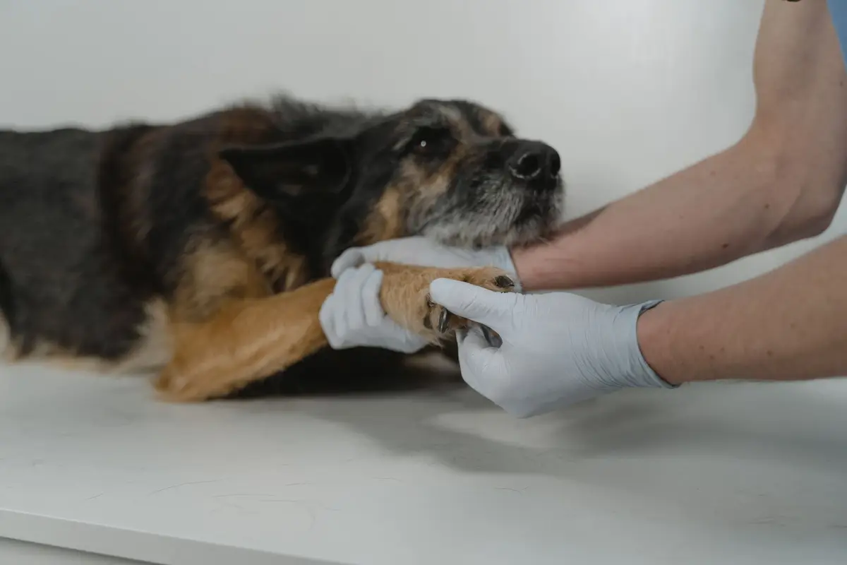 飼主在家中陪伴高齡犬，旁邊有健康紀錄本與獸醫檢查提醒