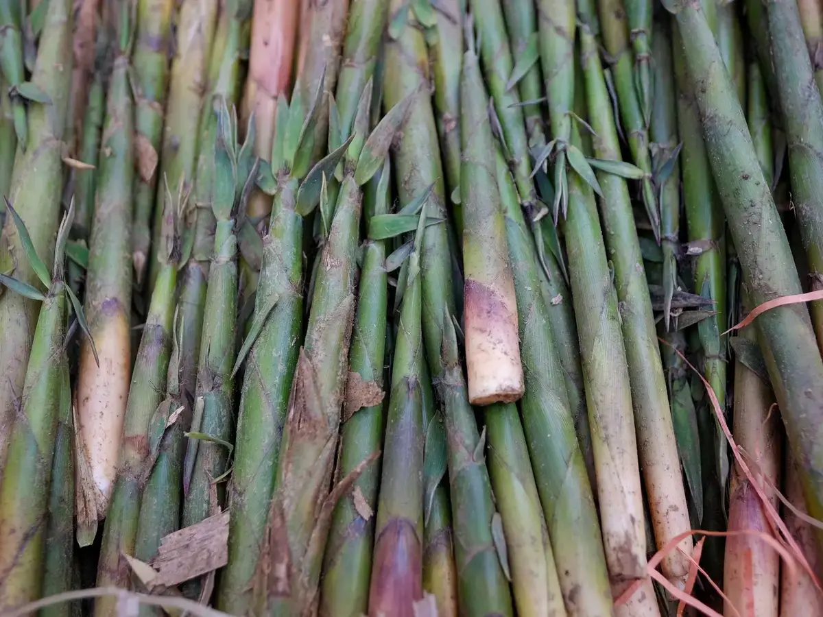 一批新鮮竹筍堆放在一起，呈現竹筍食品安全主題的示意畫面