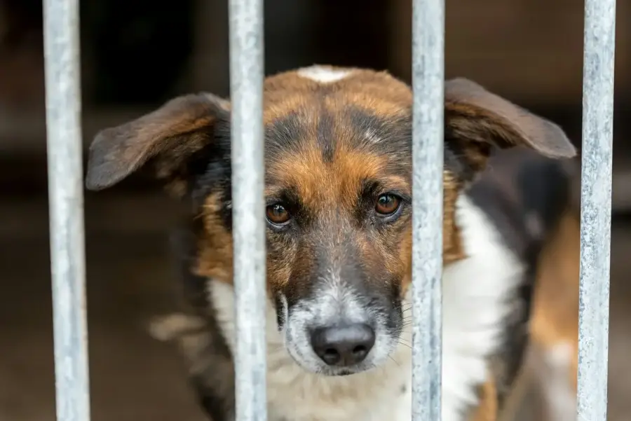 收容所內等待認養的犬隻