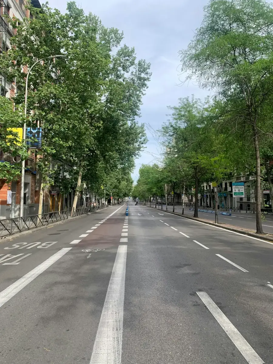 夏日城市街道與行道樹樹蔭，象徵都市降溫與高溫調適