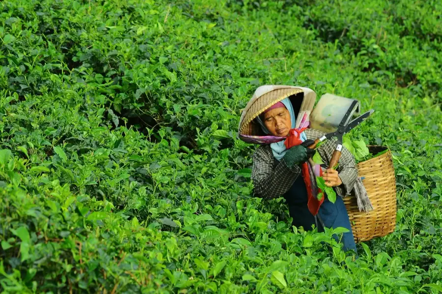 茶園裡採茶的雙手特寫（示意圖）