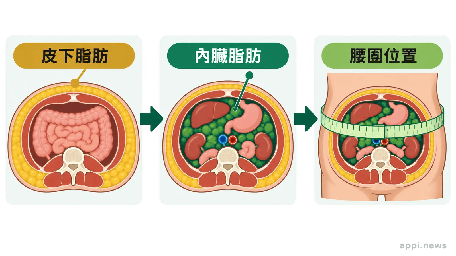 年輕上班族體重未變但腰圍增加的情境示意圖
