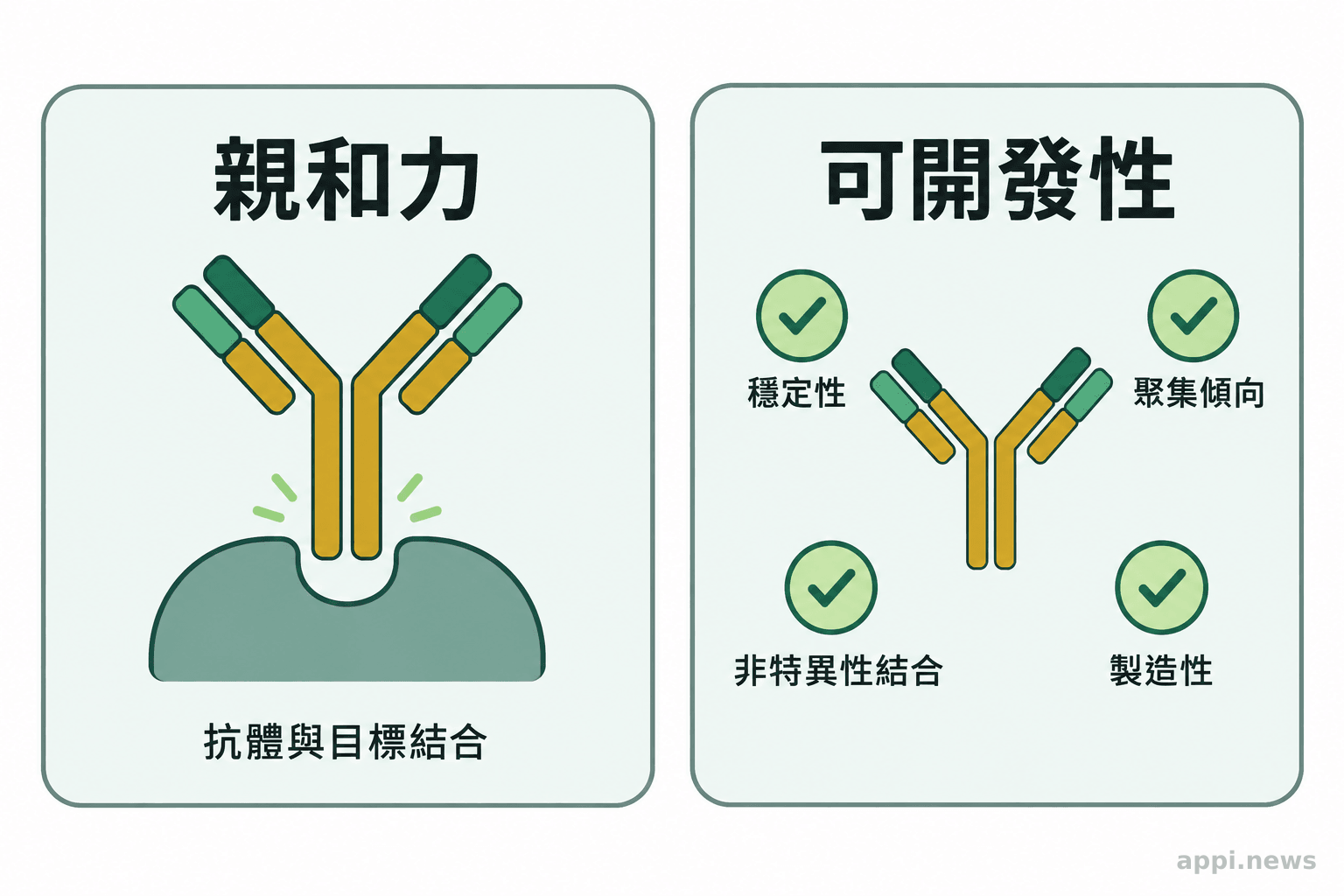 圖中以兩個並列區塊呈現抗體與目標結合，以及穩定性、聚集、非特異性結合和製造性檢查。