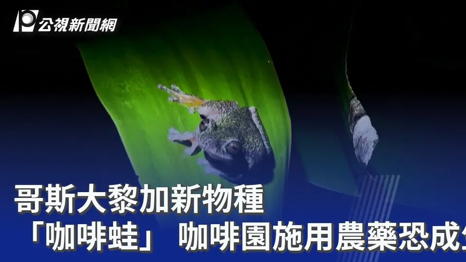 哥斯大黎加新物種「咖啡蛙」咖啡園施用農藥恐成生存威脅
