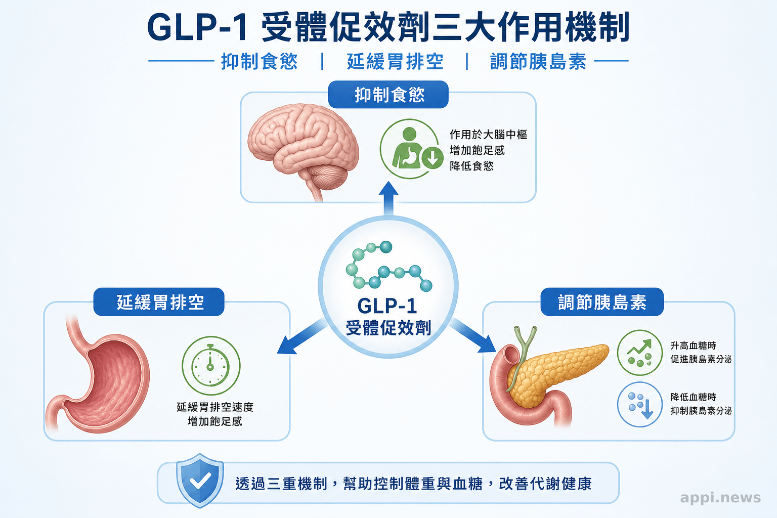 GLP-1 受體促效劑三大作用機制:抑制食慾、延緩胃排空、調節胰島素