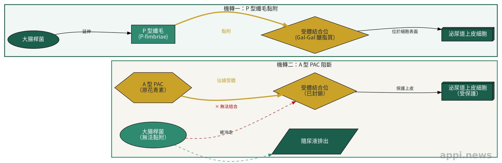 大腸桿菌 P 型纖毛黏附泌尿道上皮的機轉，以及 A 型 PAC 阻斷黏附的示意圖