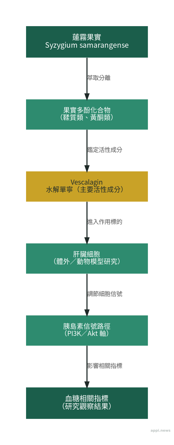 蓮霧活性多酚化合物 vescalagin 作用機轉示意:從蓮霧多酚到改善肝臟胰島素信號的流程