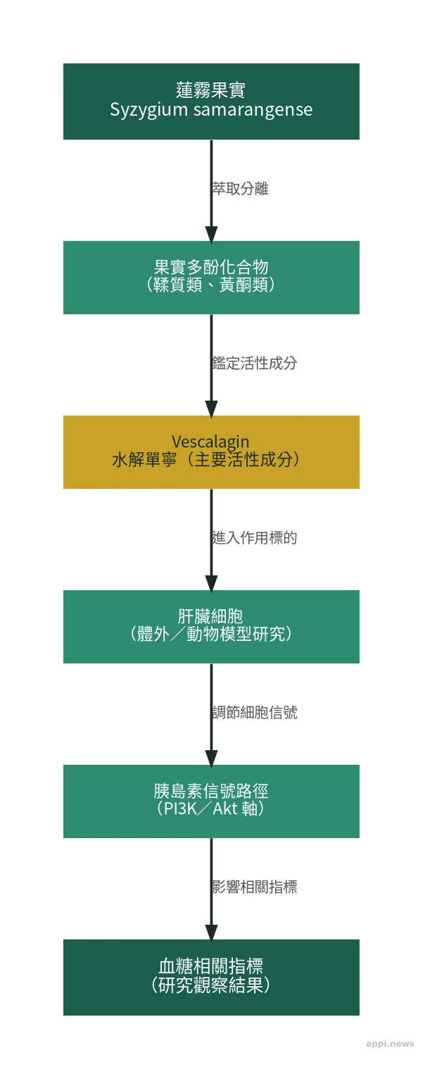蓮霧活性多酚化合物 vescalagin 作用機轉示意：從蓮霧多酚到改善肝臟胰島素信號的流程