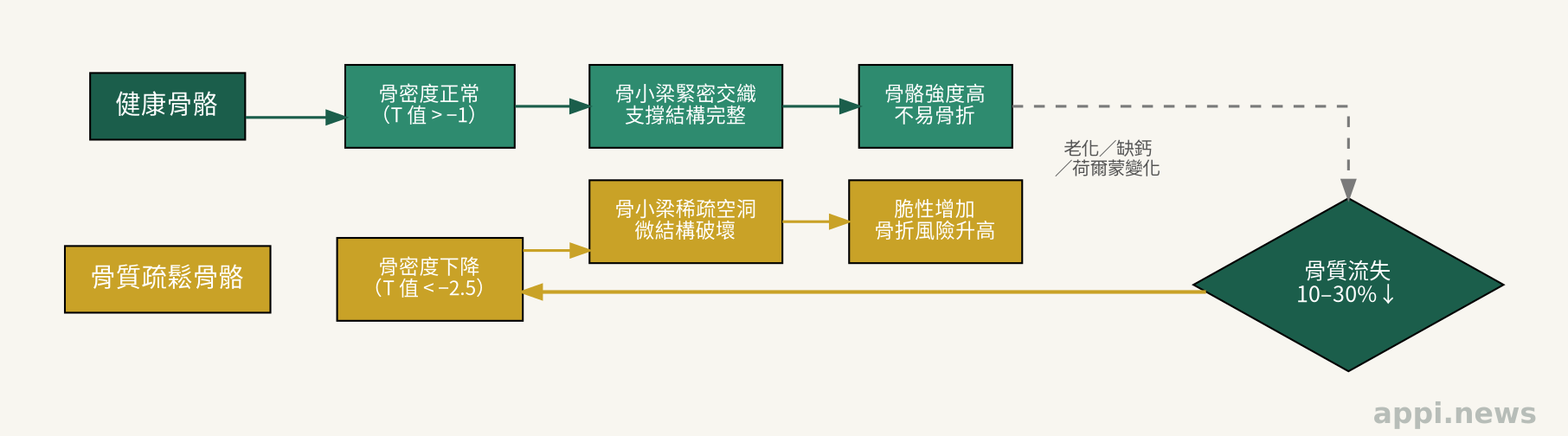 正常骨骼與骨質疏鬆骨骼的橫截面對比:健康骨骼骨小梁緊密,骨質疏鬆骨骼骨小梁稀疏空洞