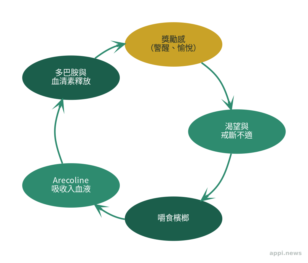 檳榔成癮循環示意圖：嚼食→arecoline吸收→多巴胺與血清素釋放→獎勵感→渴望與戒斷不適→再次嚼食