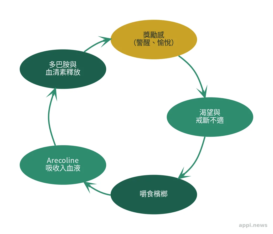 檳榔成癮循環示意圖：嚼食→arecoline吸收→多巴胺與血清素釋放→獎勵感→渴望與戒斷不適→再次嚼食