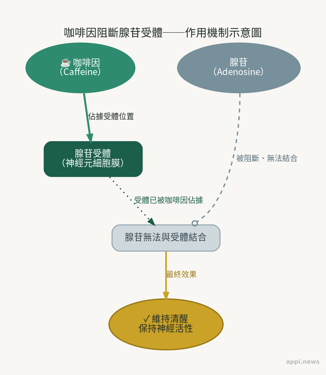 咖啡因阻斷腺苷受體的作用機制示意圖