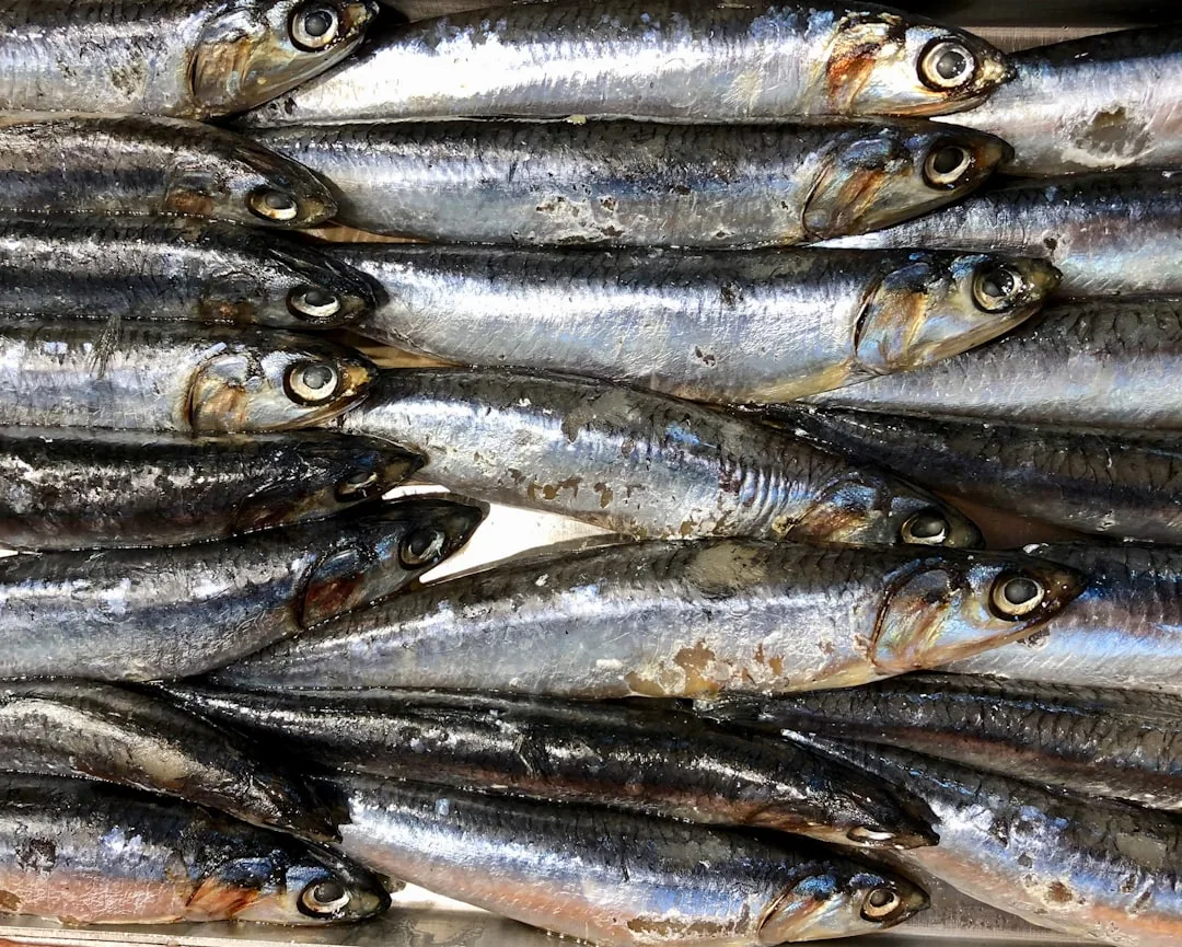 俯視特寫多條銀白色沙丁魚並排堆疊，魚身閃亮鱗片清晰，置於淺色平面