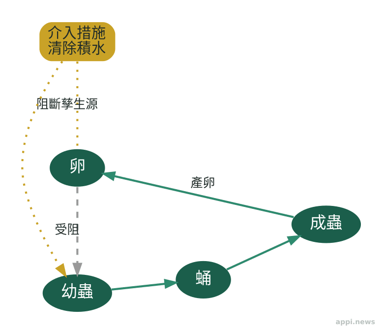病媒蚊生活史示意圖，標示卵、幼蟲、蛹、成蟲四階段與清除積水的介入點
