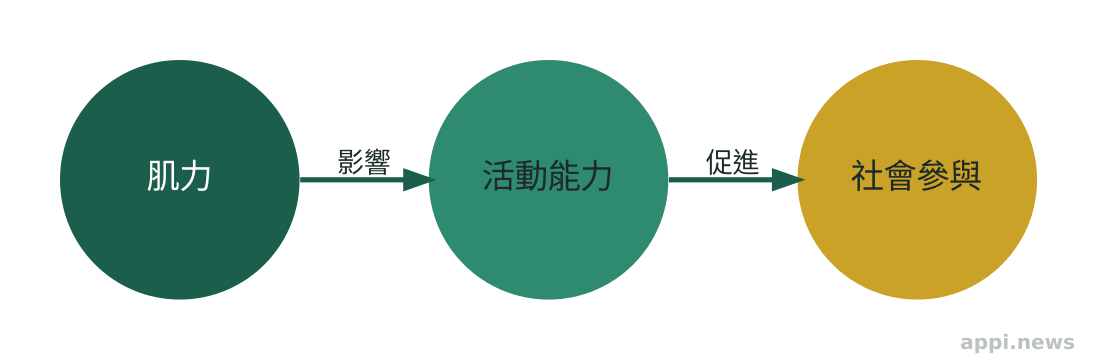 肌力、活動能力、社會參與三大功能健康評估面向的流程示意圖