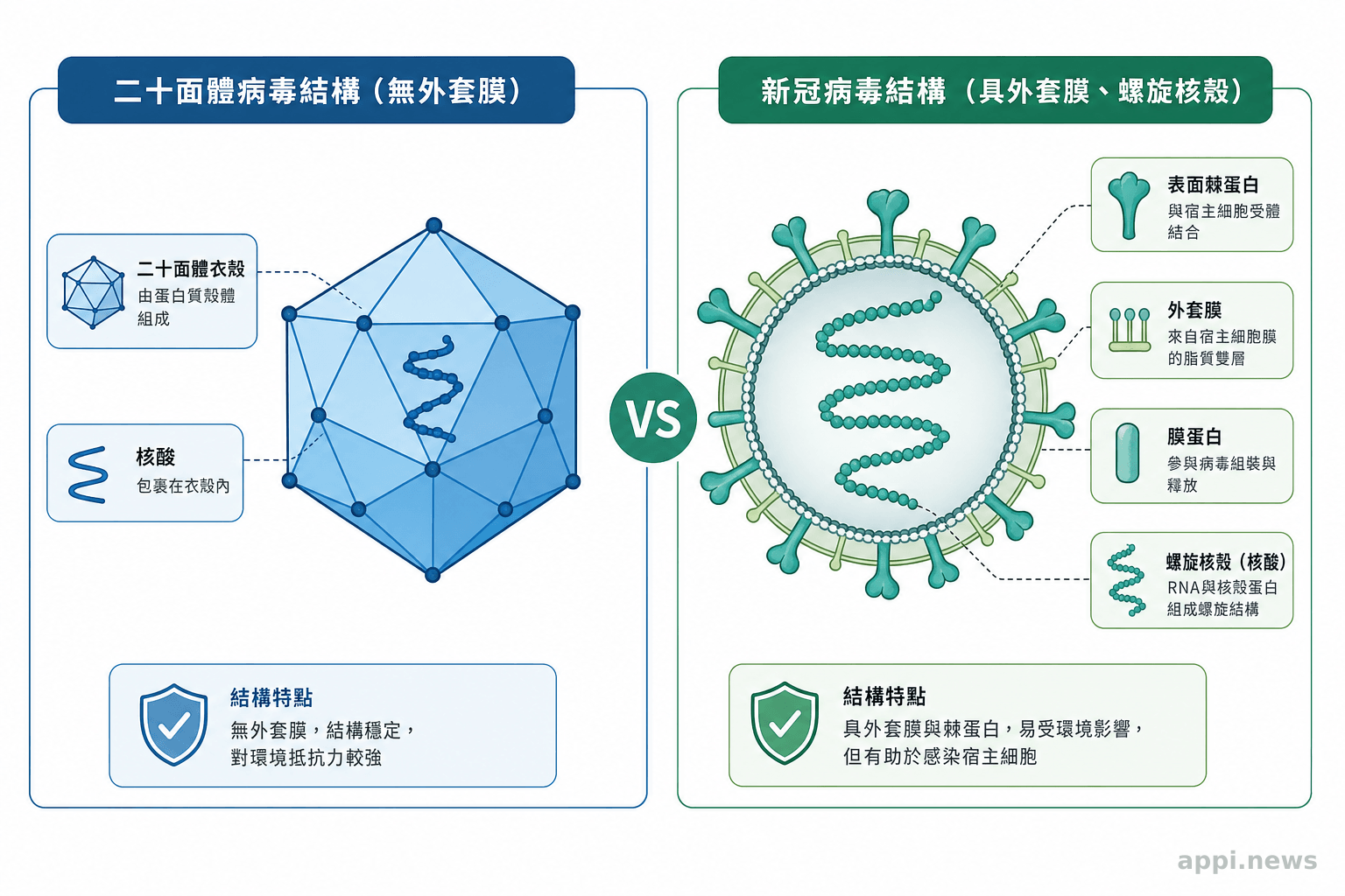 示意圖：二十面體病毒結構與新冠病毒（具外套膜、螺旋核殼）結構的差異對比