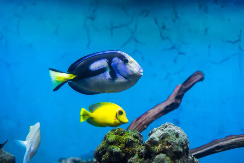 不同大小的觀賞魚缸並列,呈現淡水、海水與不同生命階段需要分別管理