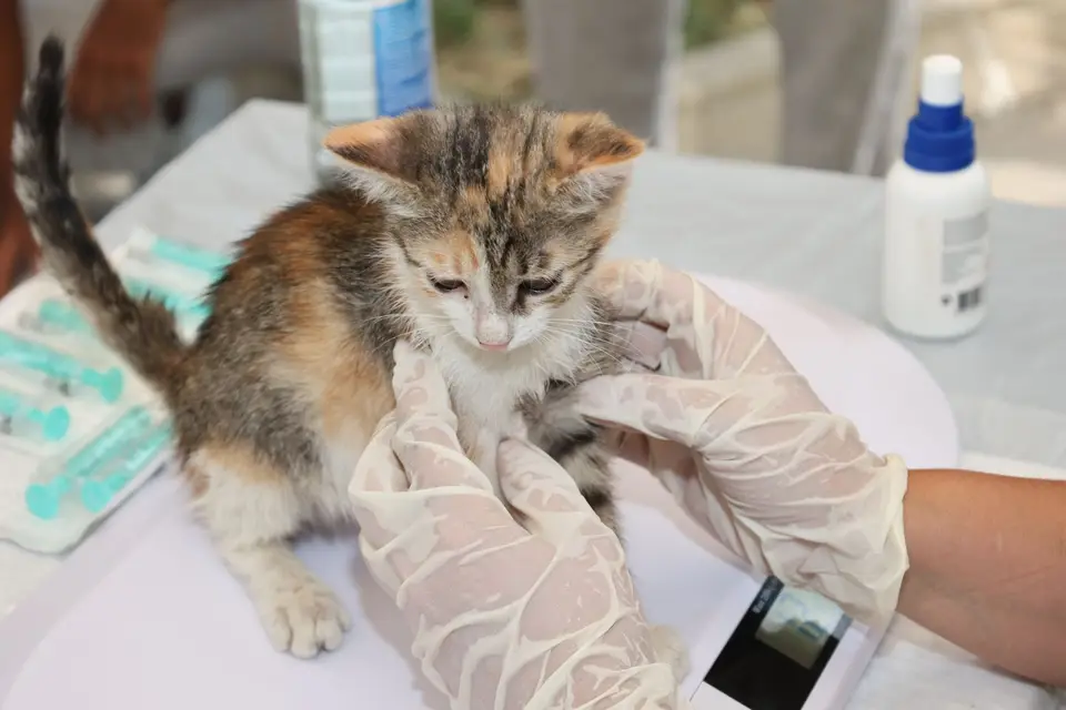貓咪反覆進入貓砂盆卻沒有尿液，飼主拿著外出籠準備送往動物醫院