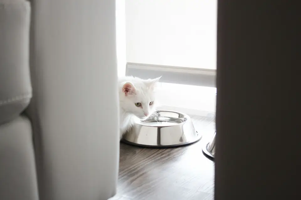 乾淨水碗、濕食與飼主的飲水記錄放在安靜角落，貓咪可自由接近（示意圖）