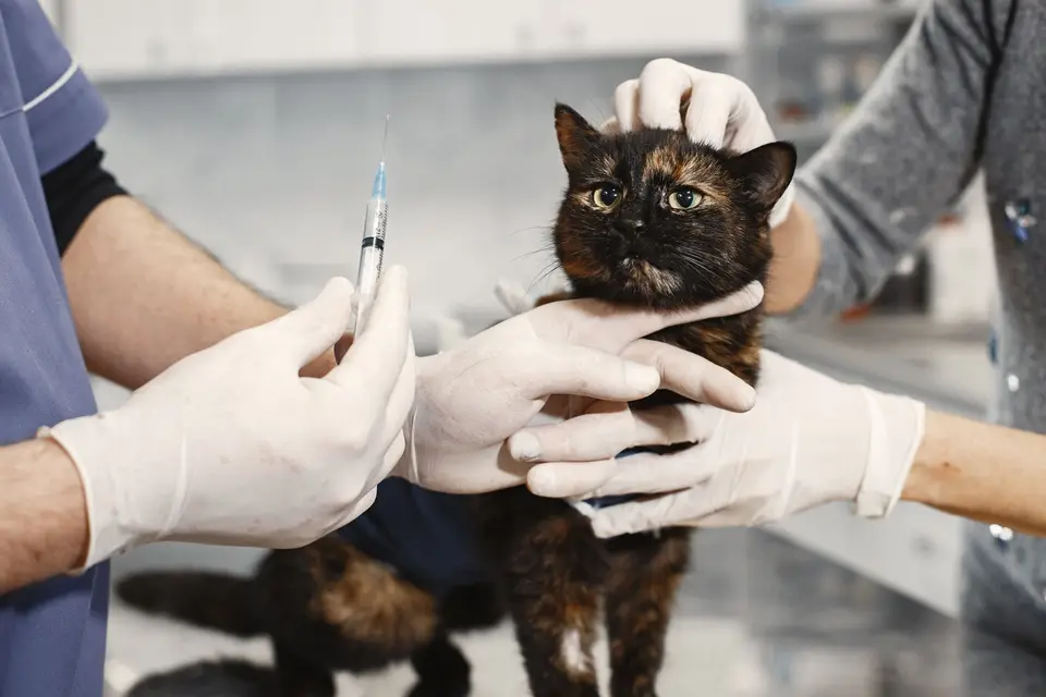 飼主查看貓咪的食碗、精神與牙齦顏色，準備聯絡動物醫院（示意圖）