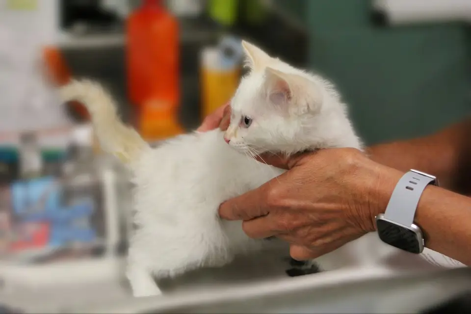 公貓反覆進入貓砂盆卻沒有尿液，飼主準備送往動物醫院