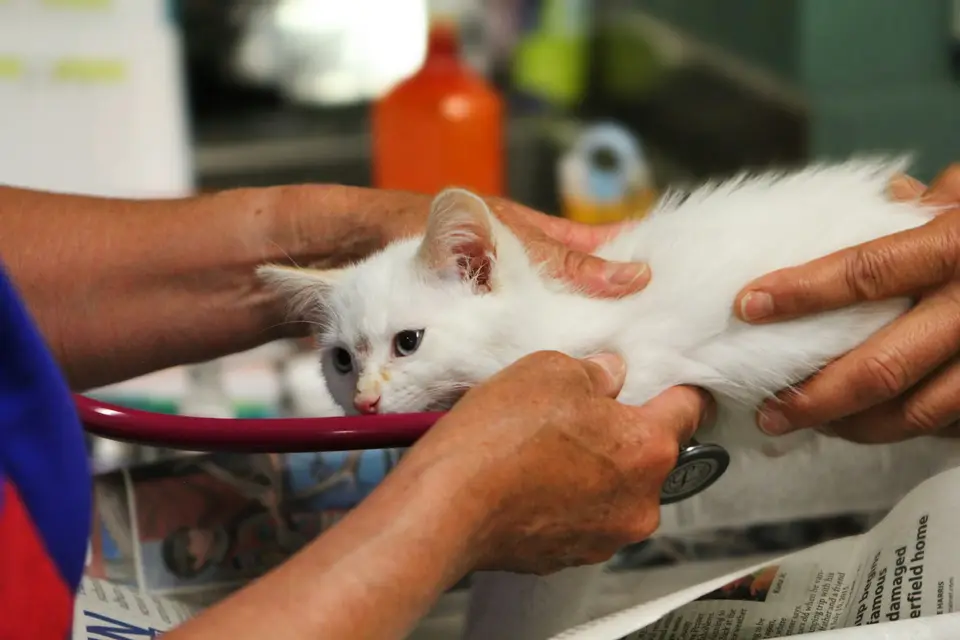 飼主整理植物照片、標籤與殘留物，準備帶貓咪送醫